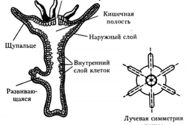 Ссылка на кракен онион